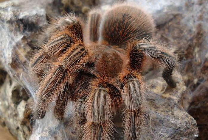 Những loài nhện khổng lồ nhất hành tinh - 4