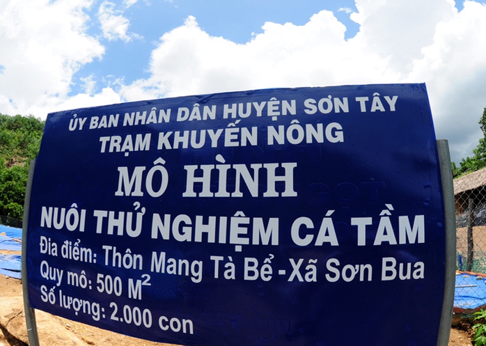 Từ vụ thí điểm ban đầu thành công, Trạm Khuyến nông Sơn Tây tiếp tục thả nuôi 2.000 con giống bên dòng suối Mang He.
'So sánh cùng thời gian nuôi ở Sapa, Đà Lạt, cá tầm ở huyện vùng cao Sơn Tây trọng lượng tăng gần gấp đôi. Đây là tín hiệu vui mở ra cơ hội xóa đói, giảm nghèo cho người dân địa phương', ông Qúy lạc quan. Từ vụ thí điểm ban đầu thành công, Trạm Khuyến nông Sơn Tây tiếp tục thả nuôi 2.000 con giống bên dòng suối Mang He.
So sánh cùng thời gian nuôi ở Sapa, Đà Lạt, cá tầm ở huyện vùng cao Sơn Tây trọng lượng tăng gần gấp đôi. Đây là tín hiệu vui mở ra cơ hội xóa đói, giảm nghèo cho người dân địa phương, ông Qúy lạc quan.