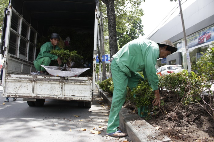 Nhân viên của Công ty Công viên Cây xanh đang tiến hành di dời những cây xanh nhỏ thuộc giao lộ Trần Hưng Đạo- Phạm Ngũ Lão 