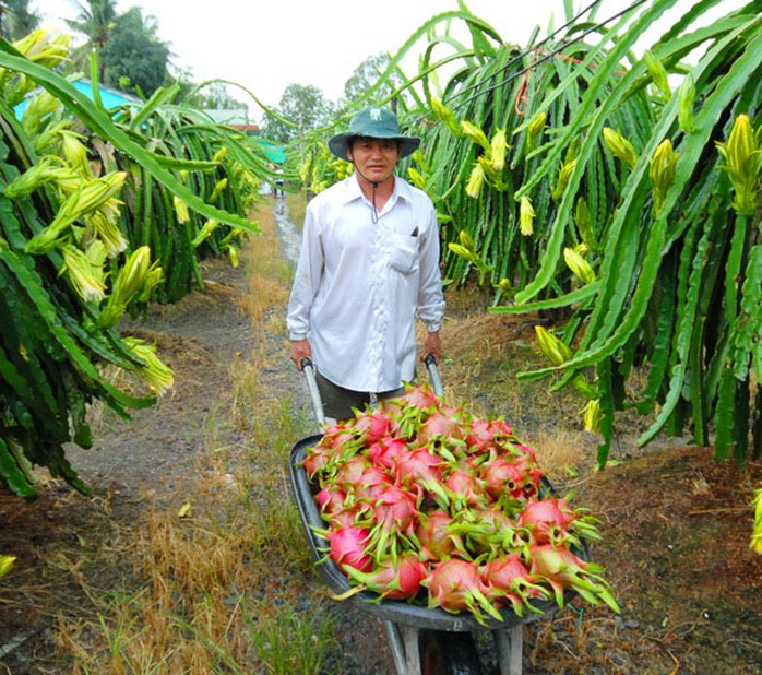 Sản xuất nông nghiệp ở ĐBSCL còn manh mún, mạnh ai nấy làm Ảnh: NGỌC TRINH