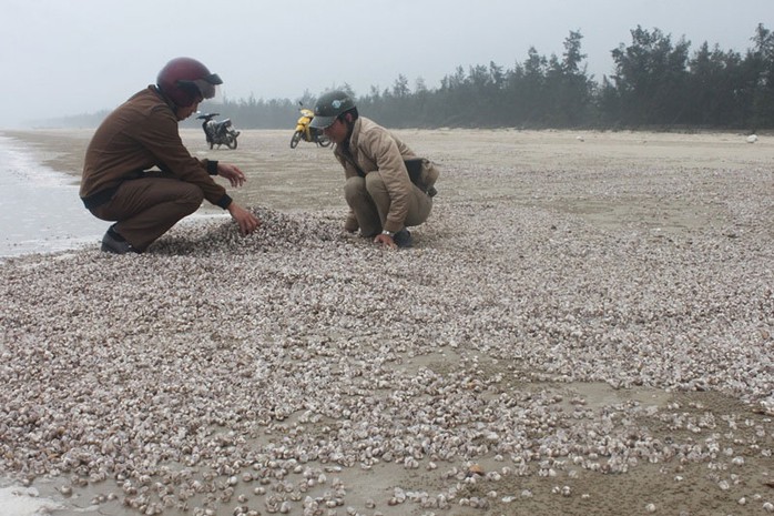 Ốc hương, sò lông tự nhiên chết trôi dạt vào bờ biển huyện Kỳ Anh, tỉnh Hà Tĩnh Ảnh: CẨM XUYÊN