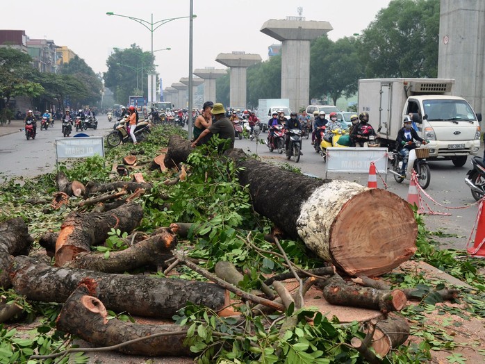 Hàng cây xà cừ trên đường Nguyễn Trãi bị chặt hạ với lý do phục vụ dự án đường sắt trên cao Cát Linh - Hà Đông 	
Ảnh: NGUYỄN HƯỞNG