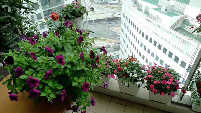 Sau một vụ, chị nhận thấy một số loại không phù hợp trồng ở ban công nắng và cao tầng như cây mắt huyền rất hay bị bệnh nhện đỏ, cà chua thì rất lâu mới thu hoạch. Ngay cả hoa hồng cũng yếu ớt và chậm ra hoa khi trồng trên cao. Sau một vụ, chị nhận thấy một số loại không phù hợp trồng ở ban công nắng và cao tầng như cây mắt huyền rất hay bị bệnh nhện đỏ, cà chua thì rất lâu mới thu hoạch. Ngay cả hoa hồng cũng yếu ớt và chậm ra hoa khi trồng trên cao.