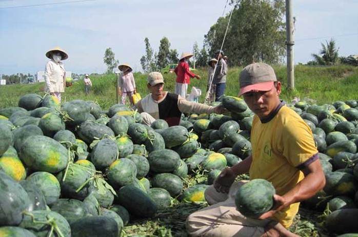 Nông dân cần cảnh giác với những bánh vẽ siêu lợi mà thương nhân nước ngoài đưa ra với mục tiêu phá hoại kinh tế. Ảnh minh họa: Dưa hấu xuất khẩu nhiều khi phải đổ bỏ ở biên giới. Ảnh TL