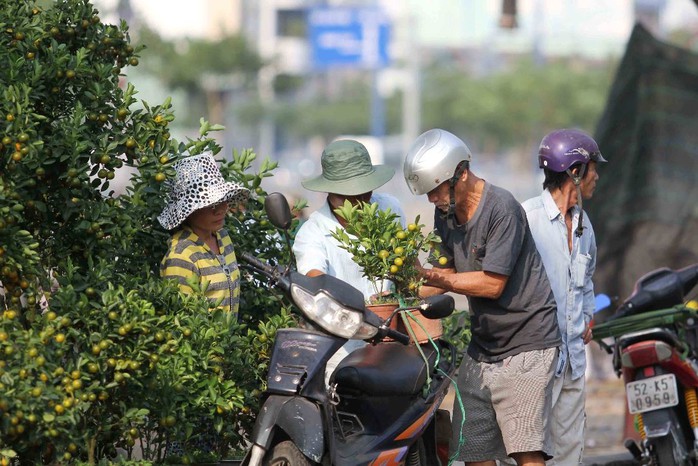 Quất hồng bì được các chủ hoa chăm sóc kỹ càng. Giá một chậu từ vài trăm ngàn đông đến 1 triệu đồng nhưng ít khách mua