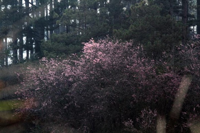 Một góc rừng ở phường 7 (TP Đà Lạt), bừng sáng bởi sắc hoa mai anh đào