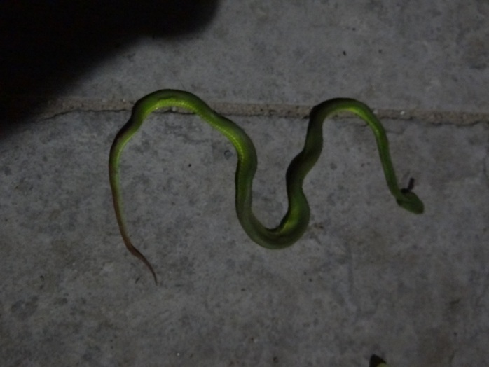 Một con rắn được người dân chụp lại ở quận 12, TP HCM. Ảnh: CTV