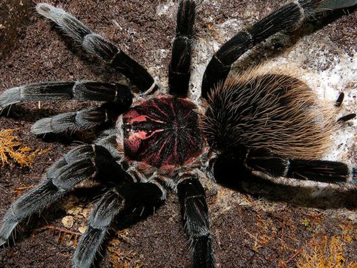 Những loài nhện khổng lồ nhất hành tinh - 5