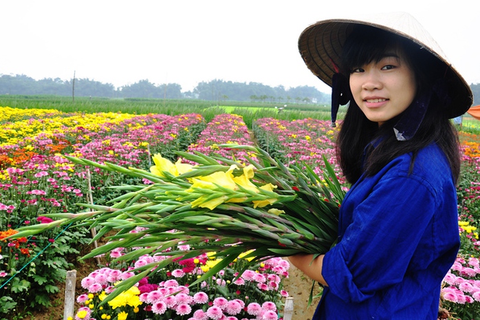Không chỉ tìm tòi, học hỏi kinh nghiệm trồng hoa lay ơn, người dân Nghĩa Hà còn trồng nhiều loại cúc Đà Lạt bán thị trường dịp Tết.