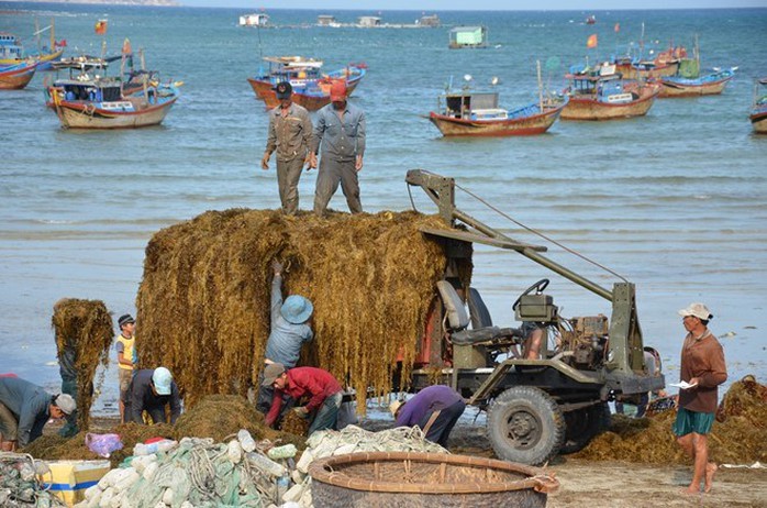 Rong mơ về bến. Ảnh: L.P