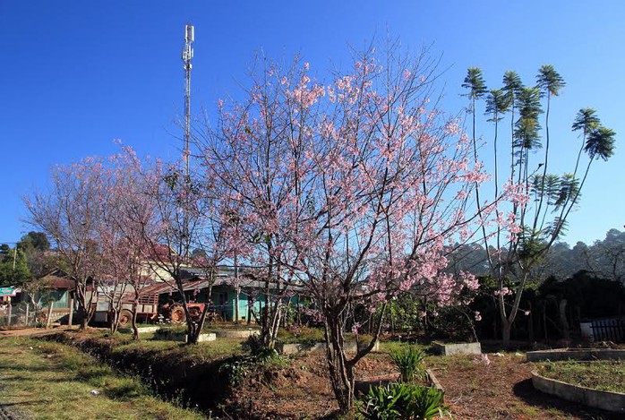 Hoa mai anh đào ở khu dân cư tại xã Xuân Thọ