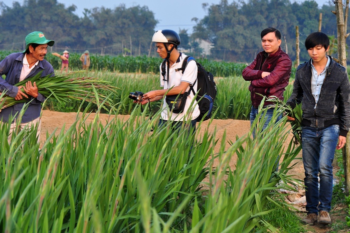 Các bạn trẻ về mua hoa lay ơn trên bãi bồi ven sông. Theo giá thị trường, mỗi bó 10 cây lay ơn bán tại đồng có giá khoảng 50.000 đồng, người dân nơi đây xem như trúng lớn.