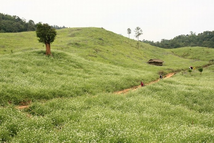 Đường lên Pha Luông