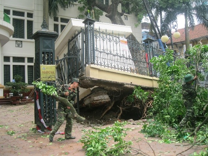 Tại Viện Kiểm nghiệm thuốc Trung ương số 48 Hai Bà Trưng - Hà Nội, một cây xà cừ lớn đã bị bật gốc bẩy đổ căn nhà bảo vệ ngay trước cổng ra vào. Bảo vệ may mắn thoát chết