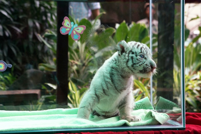 Một trong 3 chú hổ con vừa được sinh tại Thảo cầm viên.