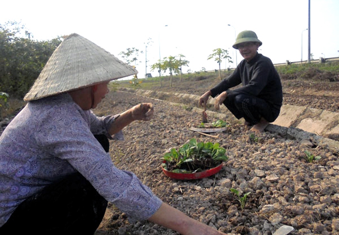 trồng-rau, đại-lộ-Thăng-Long, nông-dân, đền-bù, tận-dụng, khai-hoang trồng-rau, đại-lộ-Thăng-Long, nông-dân, đền-bù, tận-dụng, khai-hoang
