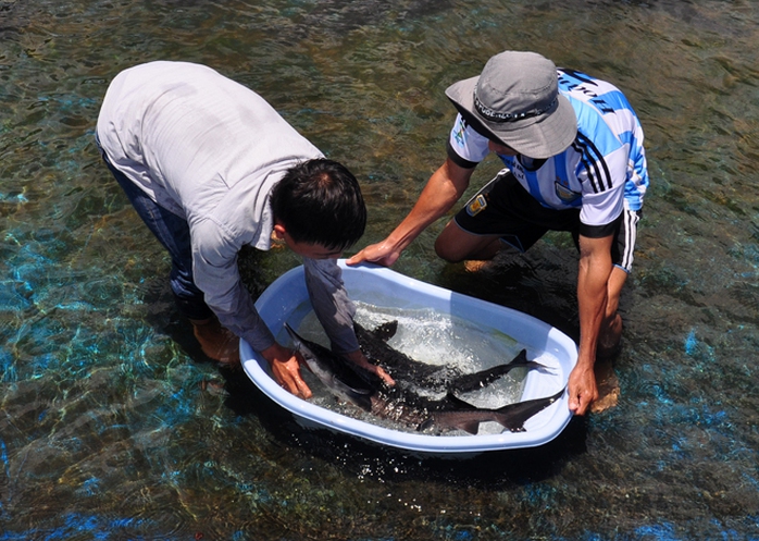 Sau 8 tháng nuôi, cá tầm nuôi trong môi trường nước suối Mang He đạt đến 3 kg. Ông Lê Văn Tùng, Chủ tịch UBND huyện Sơn Tây chia sẻ: 'Sau nhiều tháng nuôi thử nghiệm, chúng tôi nhận thấy loài cá tầm đã phát triển tốt, thích nghi với điều kiện khí hậu ở địa phương. Huyện đang kêu gọi doanh nghiệp hỗ trợ người dân đầu tư nuôi loài cá này nhằm xóa đói giảm nghèo, phát triển kinh tế gia đình'. Sau 8 tháng nuôi, cá tầm nuôi trong môi trường nước suối Mang He đạt đến 3 kg. Ông Lê Văn Tùng, Chủ tịch UBND huyện Sơn Tây chia sẻ: Sau nhiều tháng nuôi thử nghiệm, chúng tôi nhận thấy loài cá tầm đã phát triển tốt, thích nghi với điều kiện khí hậu ở địa phương. Huyện đang kêu gọi doanh nghiệp hỗ trợ người dân đầu tư nuôi loài cá này nhằm xóa đói giảm nghèo, phát triển kinh tế gia đình.