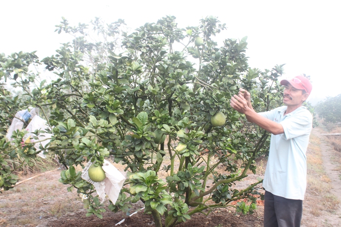 Từ vùng đất phèn nhưng do biết cải tạo, nhiều hộ dân ở xã Phạm Văn Hai, huyện Bình Chánh làm giàu từ việc trồng bưởi da xanh