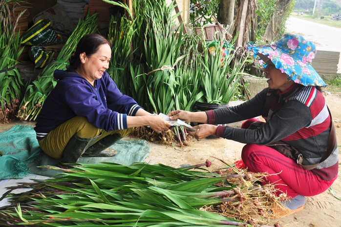 Còn gia đình bà Trần Thị Kiều (ngụ xã Nghĩa Hà) có hơn 20.000 cây hoa lay ơn hồng nhung, vàng, xanh... trổ búp đều. Nhiều thương lái đã gọi điện đặt hàng hoa lay ơn của gia đình bà Kiều đưa đi tiêu thụ ở các tỉnh Quảng Nam, Đà Nẵng, Bình Định. Bà cho hay, vụ hoa lay ơn năm nay, gia đình bà ít nhất thu lãi hơn 40 triệu đồng, có điều kiện đón Tết ấm áp.