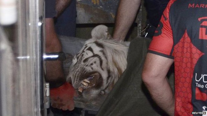 Con hổ bị cảnh sát bắn chết. Ảnh: Reuters
