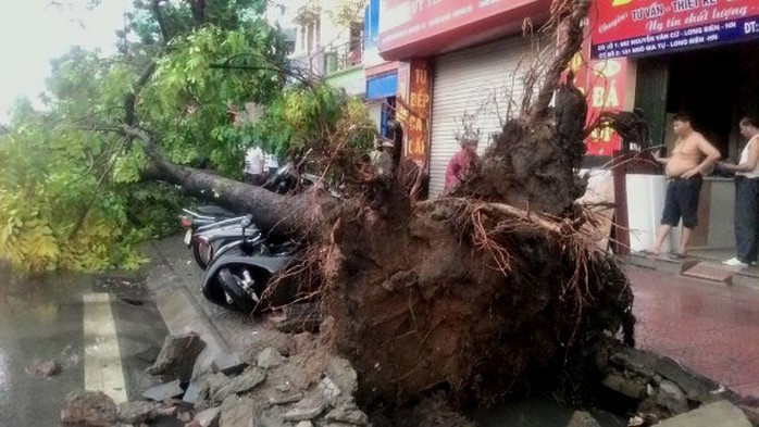 Cây đổ đè hàng loạt xe máy