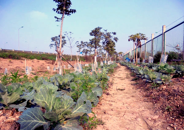 trồng-rau, đại-lộ-Thăng-Long, nông-dân, đền-bù, tận-dụng, khai-hoang trồng-rau, đại-lộ-Thăng-Long, nông-dân, đền-bù, tận-dụng, khai-hoang
