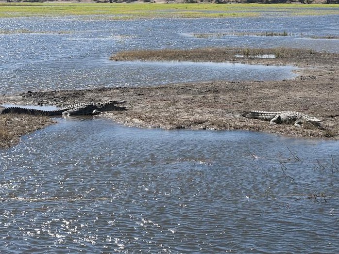 Cá sấu ở dọc sông Zambezi. Ảnh: Courier Mail