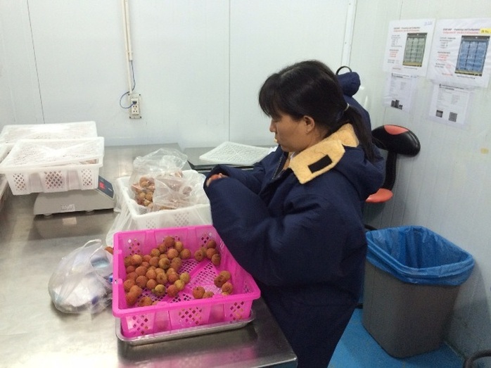 Trái vải tươi của Việt Nam trong quá trình chuẩn bị để xuất khẩu sang Úc