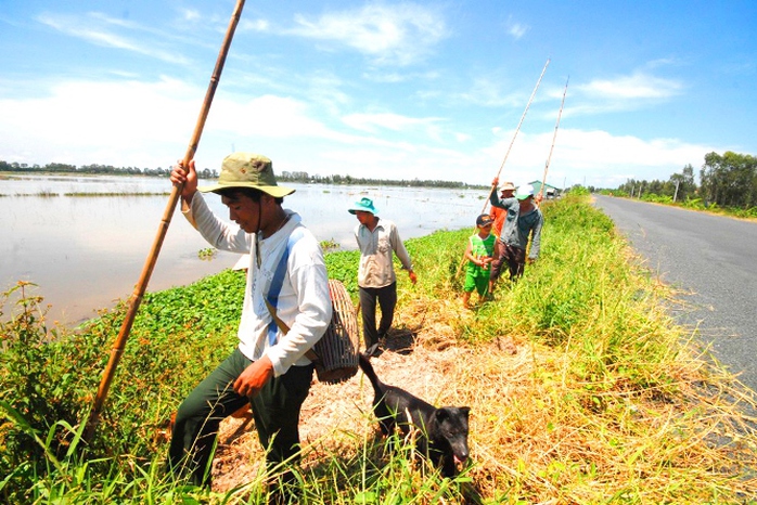 Chuột đồng ở miền Tây có quanh năm nhưng nhiều nhất vào mùa lúa chín. Nhiều người dân thành lập đoàn từ 5-7 người đi săn chuột ở ngoài đồng.