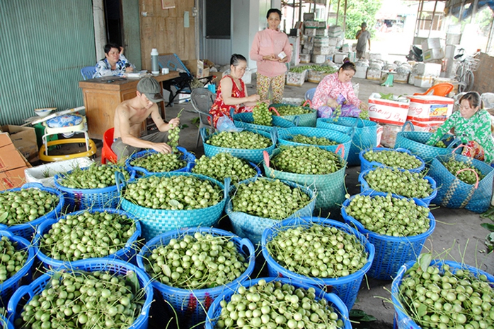 Thương lái vào tận nhà thu mua dâu trái xanh