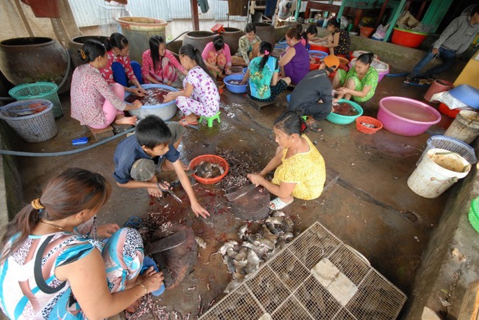 Chợ chuột Phù Dật ở xã Bình Long, huyện Châu Phú (An Giang) được xem là chợ chuột lớn nhất miền Tây, nơi đây là điểm tập kết tiêu thụ chuột đồng trong nước và cả chuột từ Campuchia mang qua bán.