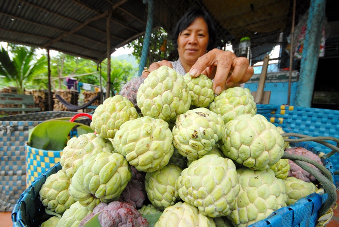 Mãng cầu được xem là trái cây sạch ở vùng núi, được tiêu thụ mạnh trong nước và xuất khẩu sang Campuchia