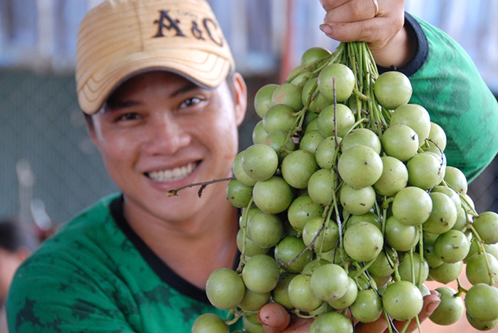 Dâu trái xanh có giá trung bình khoảng 15.000-20.000 đồng/kg