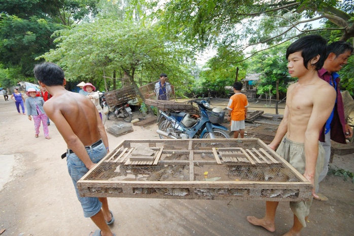 Chợ chuột mua bán sôi động nhất từ 5 - 9 giờ sáng, mỗi ngày có từ 3 - 5 tấn chuột được thu mua làm thịt để tiêu thụ cho các nhà hàng và quán nhậu ở các tỉnh miền Tây, TP HCM và cả ra miền Bắc.