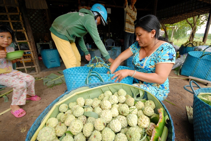 Thương lái ở khắp nơi về vùng Bảy Núi tìm mua mãng cầu