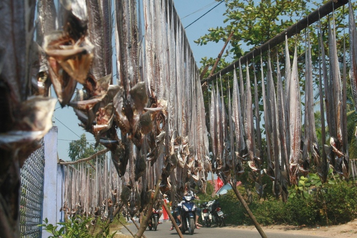 Các ngư dân cho biết thường trúng đậm cá hố vào tháng giêng hàng năm