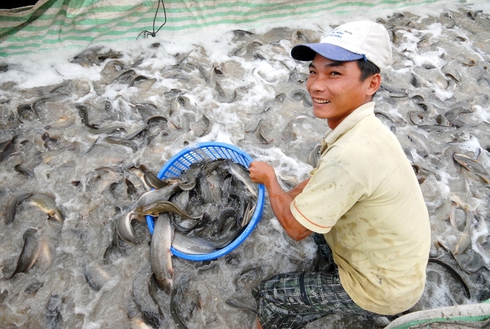 Ngoài các mặt hàng rau củ quả thì các loài cá như lóc, trê, cá rô, mè vinh, tai tượng… mỗi ngày xuất qua Campuchia vài chục tấn.