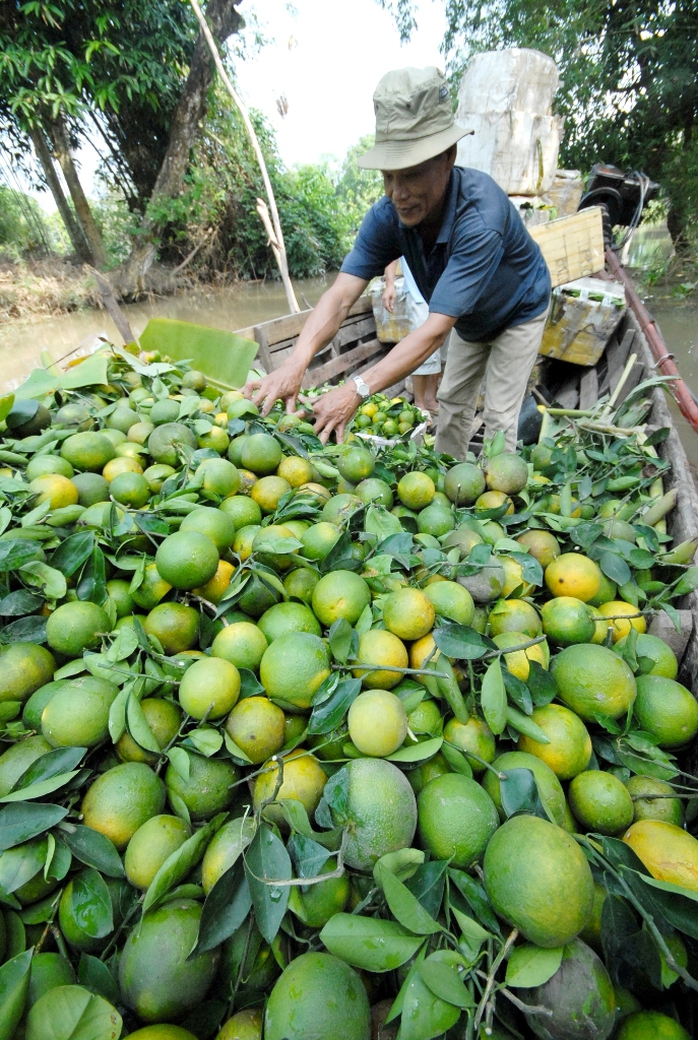 Cam soàn và cam sành hai loại mặt hàng đang hút hàng giá từ 40.000 – 50.000 đồng/kg nhưng khônh đủ đáp ứng cho thị trường.
