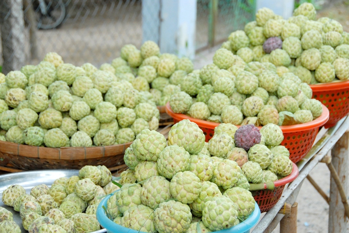 Mãng cầu trồng ở vùng Bảy Núi tuy trái không to, không đẹp nhưng lại rất thơm ngọt vì không sử dụng phân thuốc