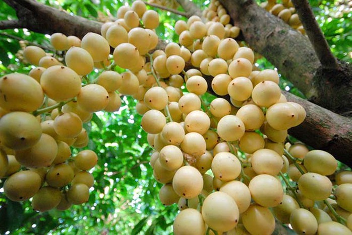 Dâu bòn bon có màu sắc rất đẹp, chín rộ từ tháng 3 đến cuối tháng 4 âm lịch.
