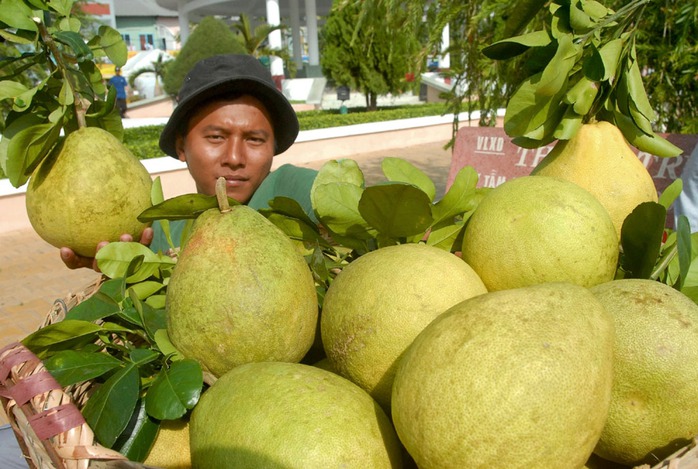 Vùng bưởi Năm roi ở Phú Hữu – Hậu Giang nhà vườn đang cho thu hoạch bán cho thương lái. Tuy nhiên, năm nay năng suất bưởi không cao nhưng bù lại bán được giá.