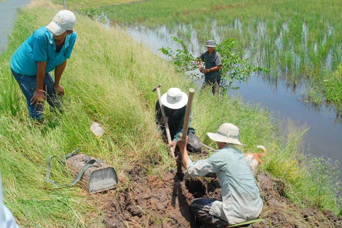 Săn chuột có nhiều hình thức như đào hang, bẫy chuột, xiệt chuột hoặc đuổi cù trong ruộng lúa. Tuy nhiên, cách săn chuột phổ biến nhất hiện nay là dùng chú chó săn để đánh hơi những hang chuột đang sinh sống.