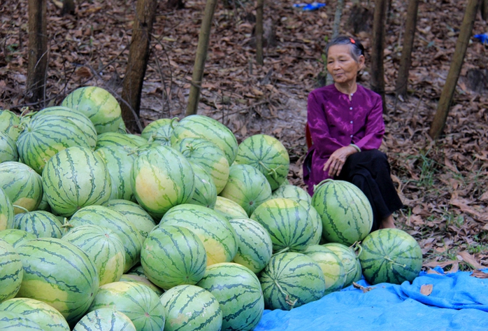 Không có thương lái thu mua, nhiều nông dân đem dưa đi bán lẻ gỡ lại ít vốn liếng.