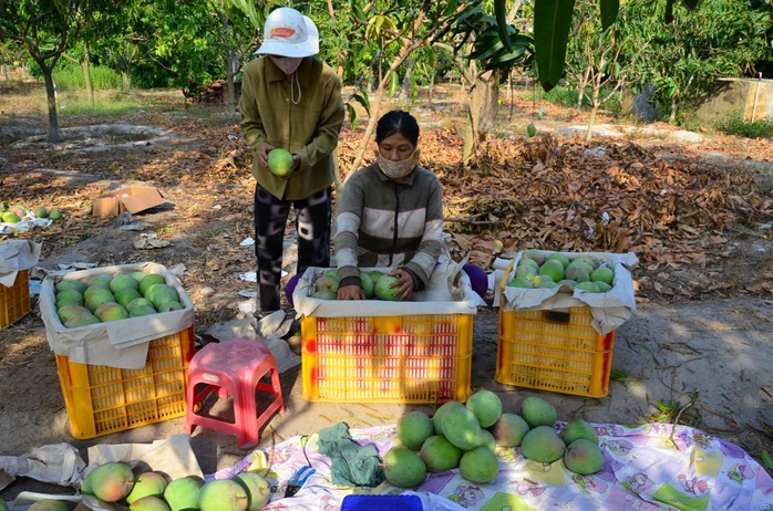 Thương lái đến tận vườn để thu mua xoài Úc