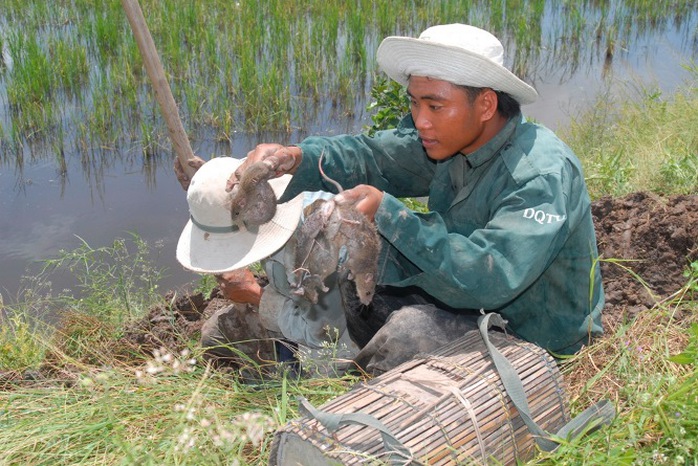 Anh Lê Văn Phương ở xã Đông Thắng, huyện Cờ Đỏ, TP Cần Thơ cùng chú chó và 4 người bạn đang đi đàu chuột ngoài đồng cho biết: “Hiện đang vào mùa chuột, từ sáng tới chiều mấy em tôi bắt khoảng 10-15 kg/ngày nhưng hôm nay lại bắt gần 20 kg chuột có thể bán gần 1 triệu đồng”.