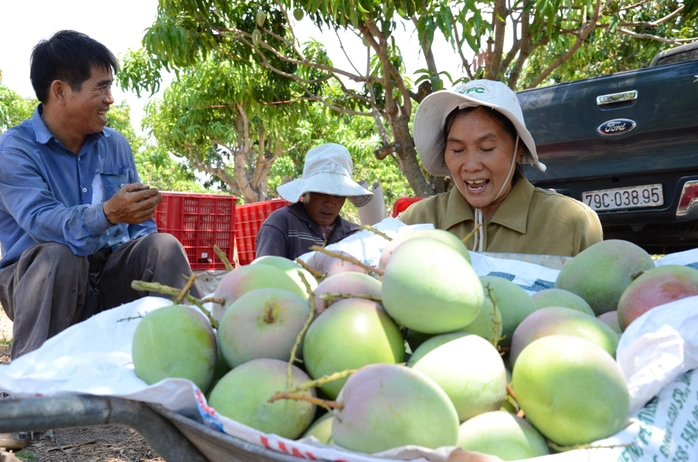 Năm nay vợ chồng ông Trong bà Mai thu tiền tỉ từ bán xoài Úc