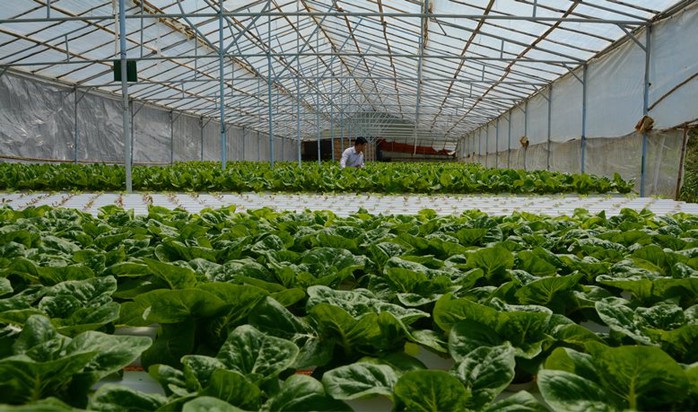 Trung bình sau 30-35 ngày là có thể thu hoạch, trọng lượng mỗi cây trên dưới 200g, 1.000m2 có thể thu 5 tấn mỗi đợt.