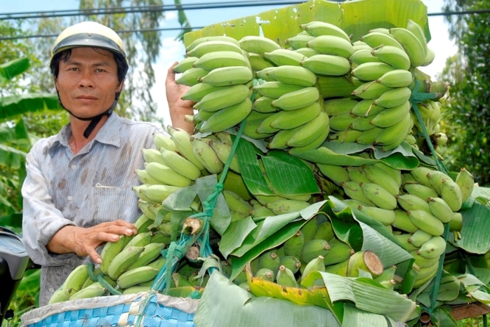 Thường chuối được các thương lái thu gom từ các nhà vườn mang ra các chổ vựa lớn để bán lại. Anh Thạnh, ở huyện Thới (Cần Thơ) với chiếc xe máy đi mua chuối của dân bán lại cho các vựa. Mỗi ngày thu nhập từ 150.000 đến 200.000 đồng.