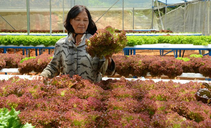 Đặc biệt, rau thủy canh theo công nghệ Châu Âu không sử dụng thuốc bảo vệ thực vật nên độ an toàn trong khi sử dụng gần như mang tính tuyệt đối.