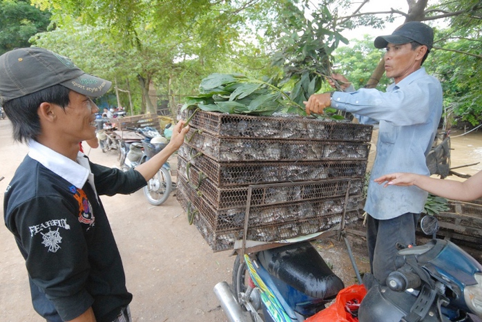 Thương lái đi thu gom chuột của người săn bắt chuột để đem bán lại cho các vựa. Hiện giá các loại thịt chuột đã tăng bình quân từ 5.000- 10.000 đồng/kg so với năm trước. Giá chuột cống nhum đang ở mức từ 80.000-120.000 đồng/kg; chuột cơm sống 55.000-70.000 đồng/kg, (tùy loại).